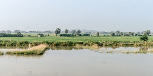 Agriculture field in agrarian india. a traditional rice farm horizon during monsoon. 