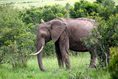 Elephant in a field