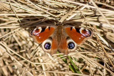 Close-up of butterfly