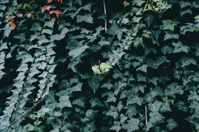 Full frame shot of plants growing in yard