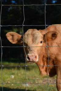 Cow in a field