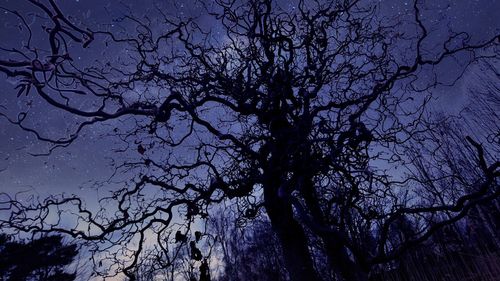 Low angle view of bare trees against sky