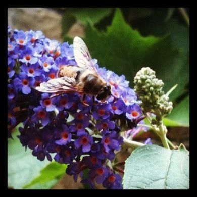 insect, animal themes, one animal, animals in the wild, wildlife, flower, pollination, transfer print, bee, fragility, purple, close-up, beauty in nature, selective focus, nature, symbiotic relationship, freshness, auto post production filter, plant, focus on foreground