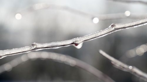 Close-up of raindrops on branch