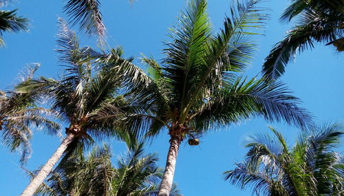 Low angle view of palm trees against clear blue sky