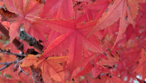 Close-up of maple leaves during autumn