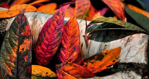 Close-up of leaves