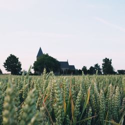 View of plants growing in field