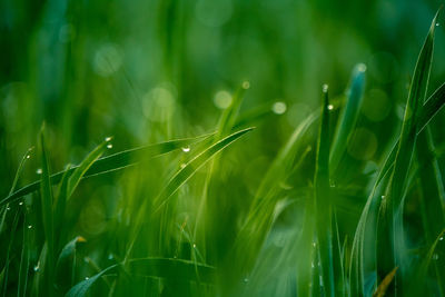 Wet grass in the spring. rural scenery of a green field. water droplets on the grass spikes. 