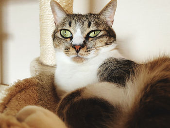 Close-up portrait of a cat