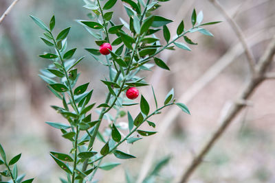 Close-up of red flowering plant