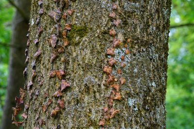 Moss growing on tree trunk