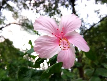 Close-up of pink hibiscus blooming outdoors