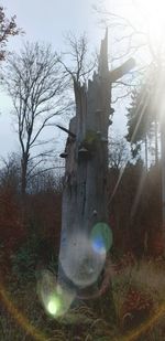 Bare trees on field in forest against sky