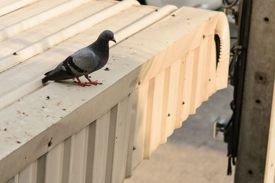 Bird perching on wooden railing