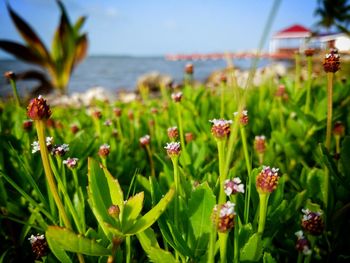 Close-up of pink flowers growing in sea