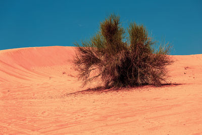 Desert plant in the great arabian desert .
