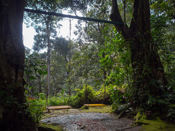 Trees growing in forest