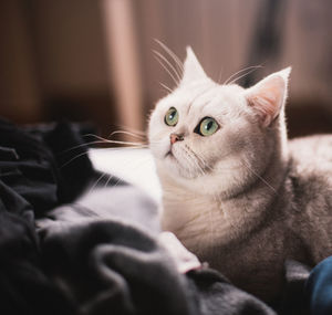 Close-up portrait of british shorthair cat