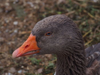 Close-up of greylag goose looking away outdoors