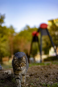 Cat looking away on field