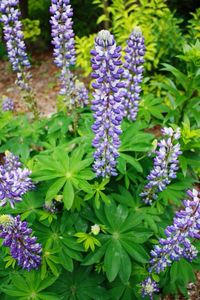 Close-up of purple flowers