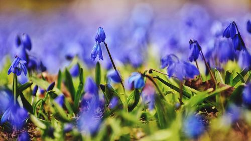 Blue flowers blooming in the park in gdynia