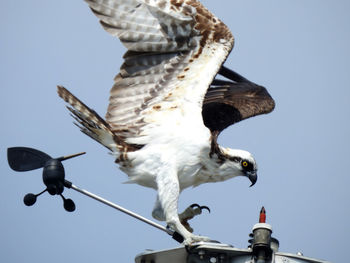 Low angle view of seagulls flying against clear sky