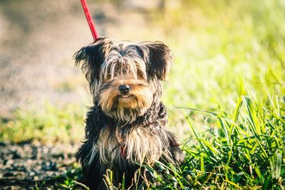 Close-up of dog on grass