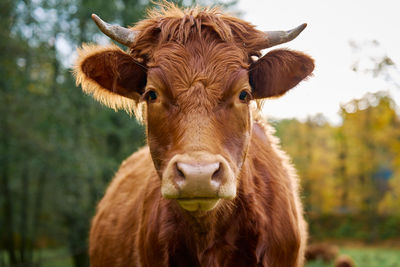 Brown cow grazing on . jersey cow eating green grass on pasture