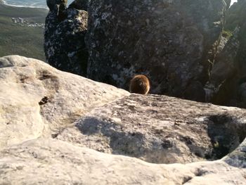 Close-up of a rock