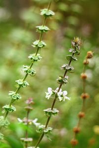 Close-up of flowering plant