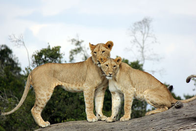 Lionesses on tree trunk against sky