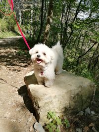 Dog on tree