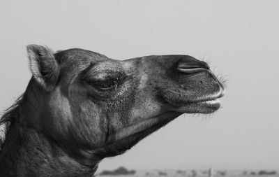 A camel in a side profile. a close up of a camel looking up to the sky.