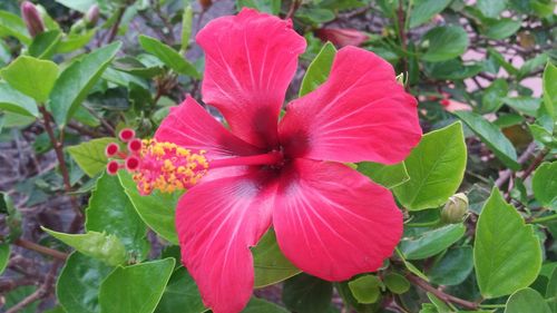 Close-up of hibiscus blooming outdoors