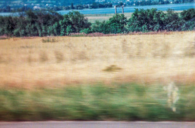 Blurred motion of sheep on field