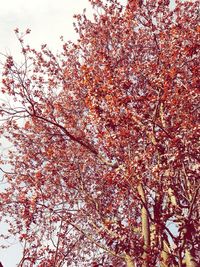 Low angle view of tree against sky