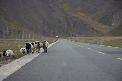 View of horses on road