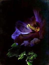 Close-up of purple flower blooming at night