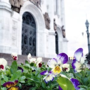 Close-up of flowers blooming outdoors