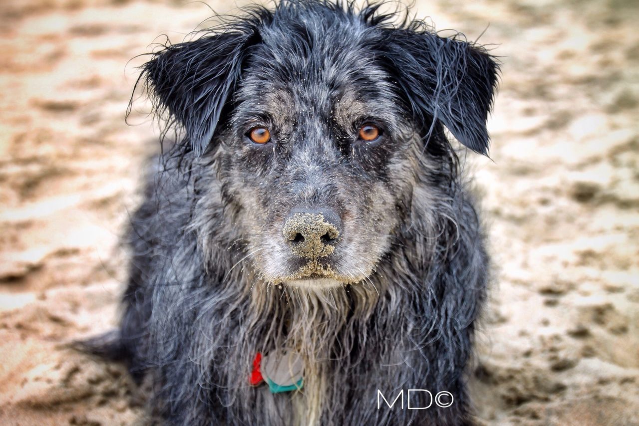 animal themes, one animal, domestic animals, mammal, dog, pets, focus on foreground, portrait, looking at camera, close-up, animal hair, black color, animal head, wildlife, zoology, no people, animals in the wild, field, red, outdoors