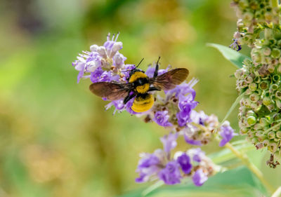 Close-up of bee on purple flower