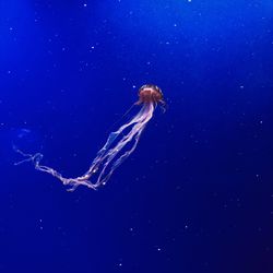 Jellyfish swimming in sea