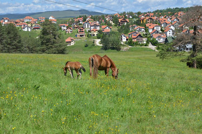 Two brown horses grazing on a pasture in mountain meadow with settlement in a valley behind them