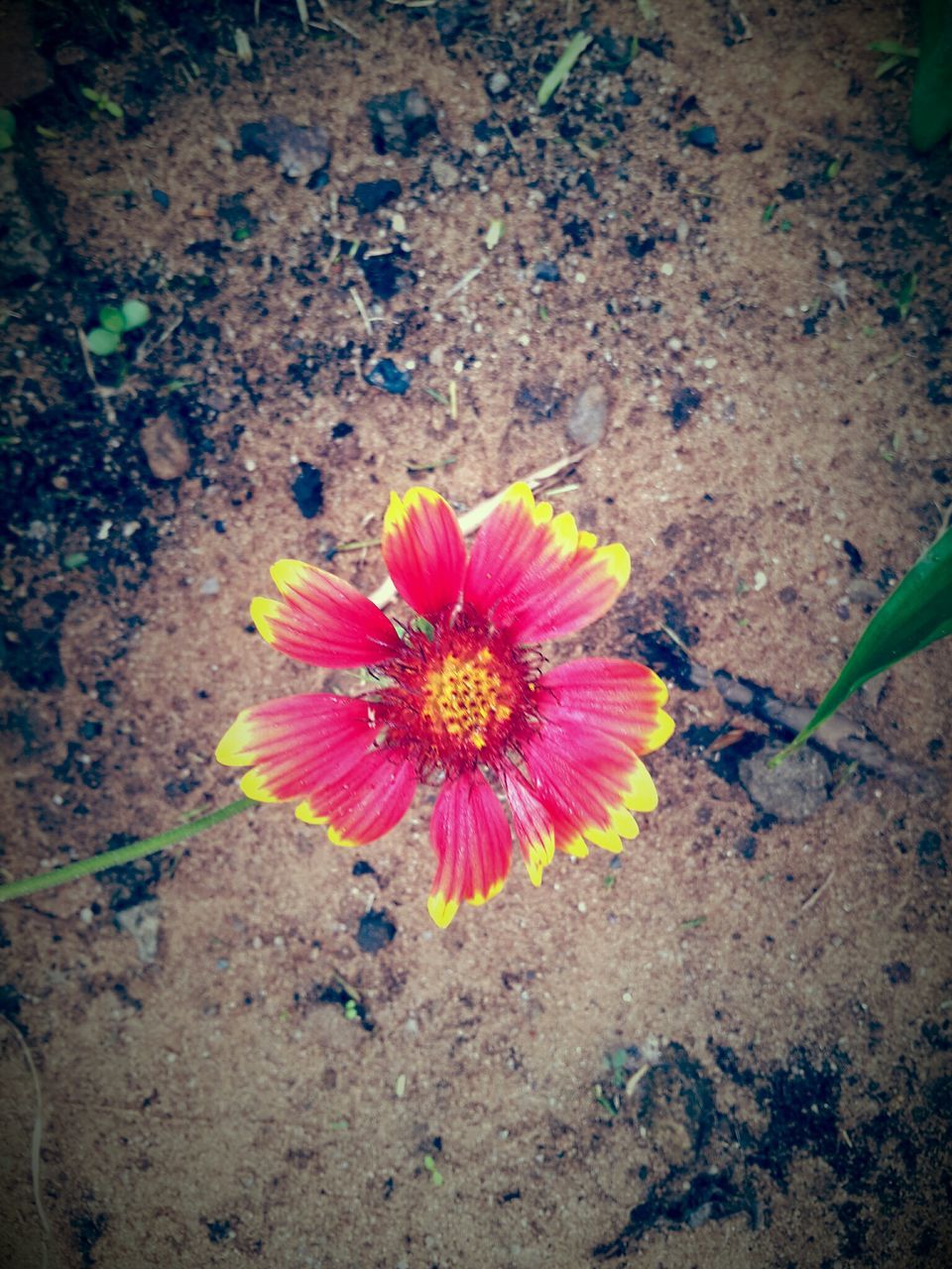 flower, petal, fragility, flower head, freshness, high angle view, single flower, growth, beauty in nature, blooming, nature, pollen, plant, close-up, field, red, in bloom, day, outdoors, no people