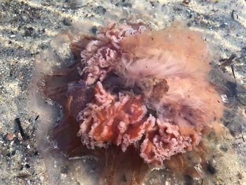 Close-up of jellyfish swimming in water