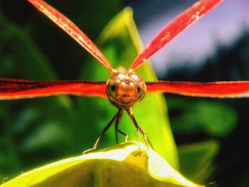 Close-up of insect on leaf