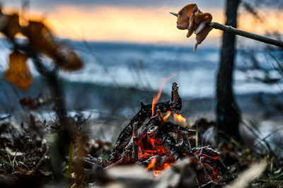 Close-up of bonfire on wooden log