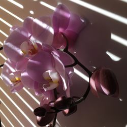 Close-up of pink flowers